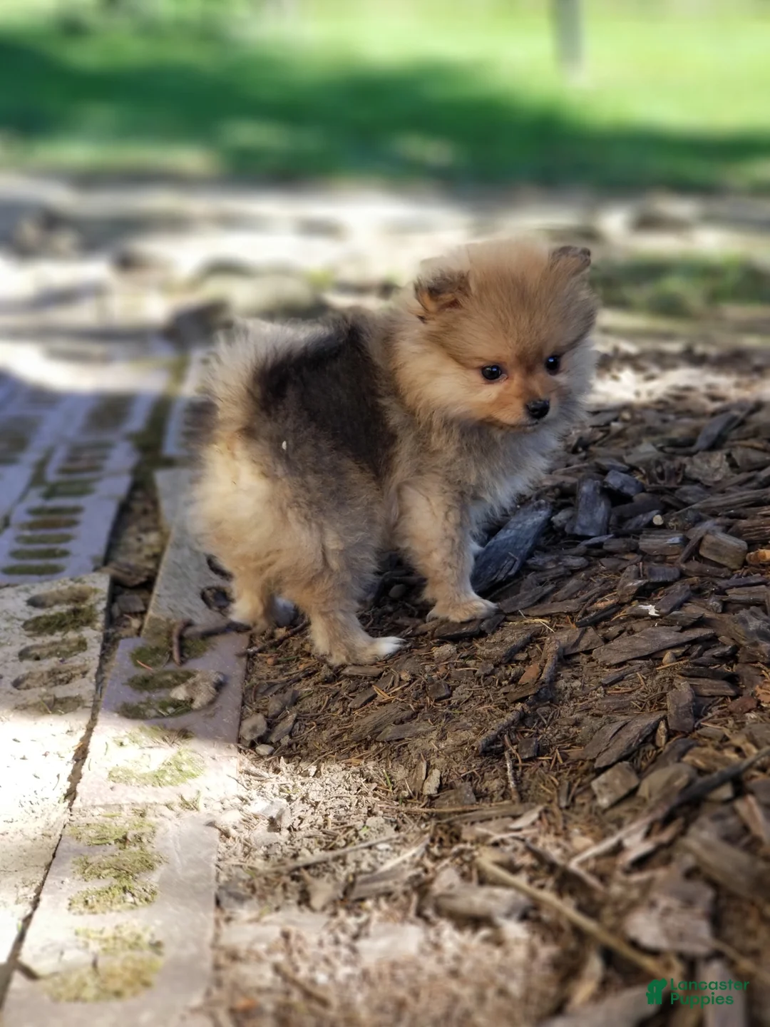 Pomeranian dogs for sale: Jade - Ad 5