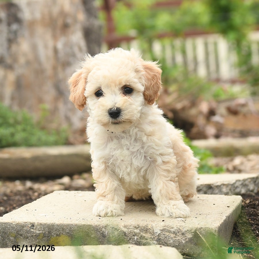 Bichpoo dogs Velvet - Ad 2