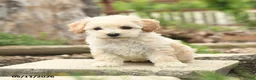 Bichpoo dogs for sale: Velvet - Ad 2