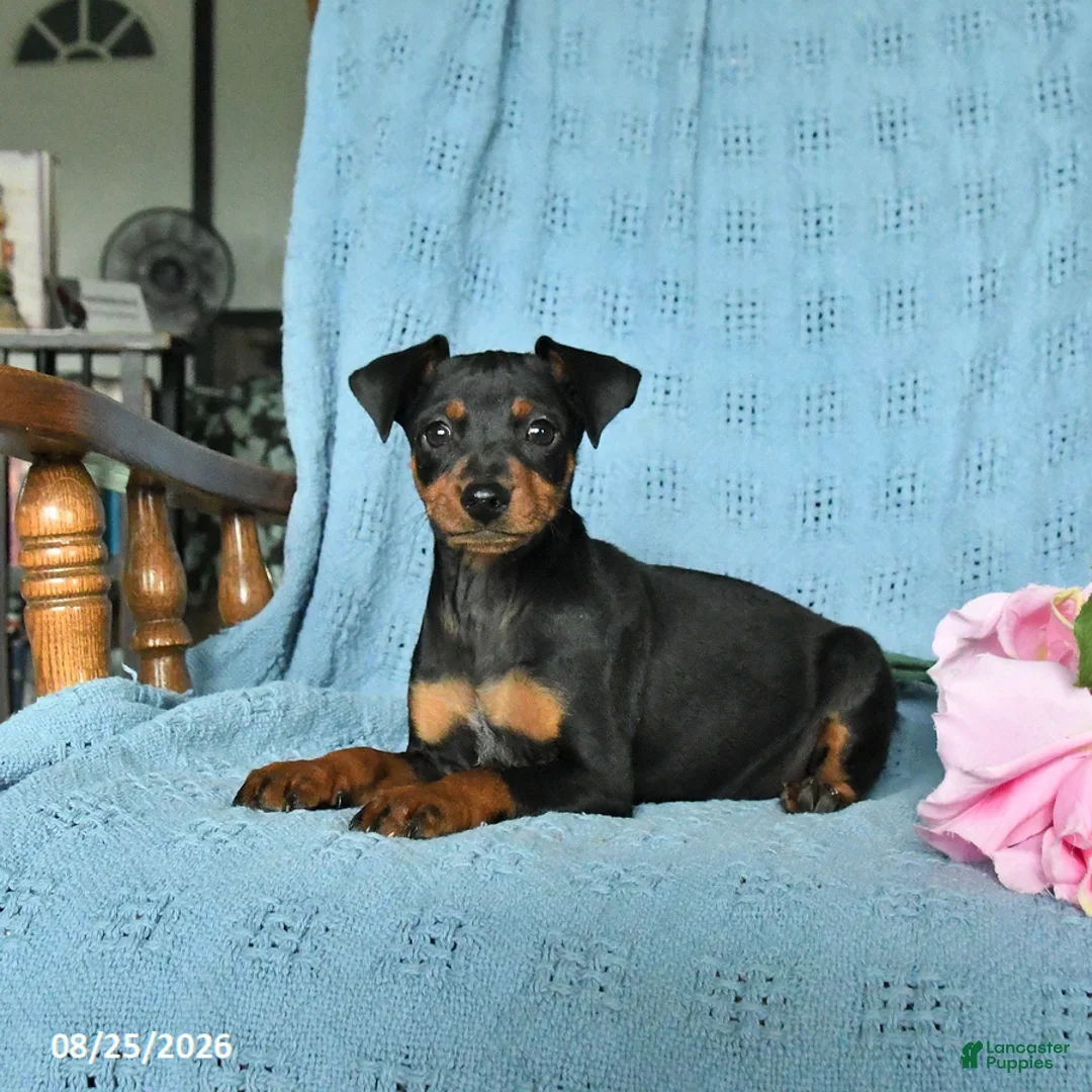 Miniature Pinscher dogs for sale: Rover - Ad 2