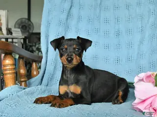 Miniature Pinscher dogs Rover - Ad 2