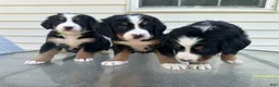 Bernese Mountain Dog dogs for sale: Berner bunch - Ad 7