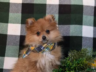 Pomeranian dogs Conway - Ad 42