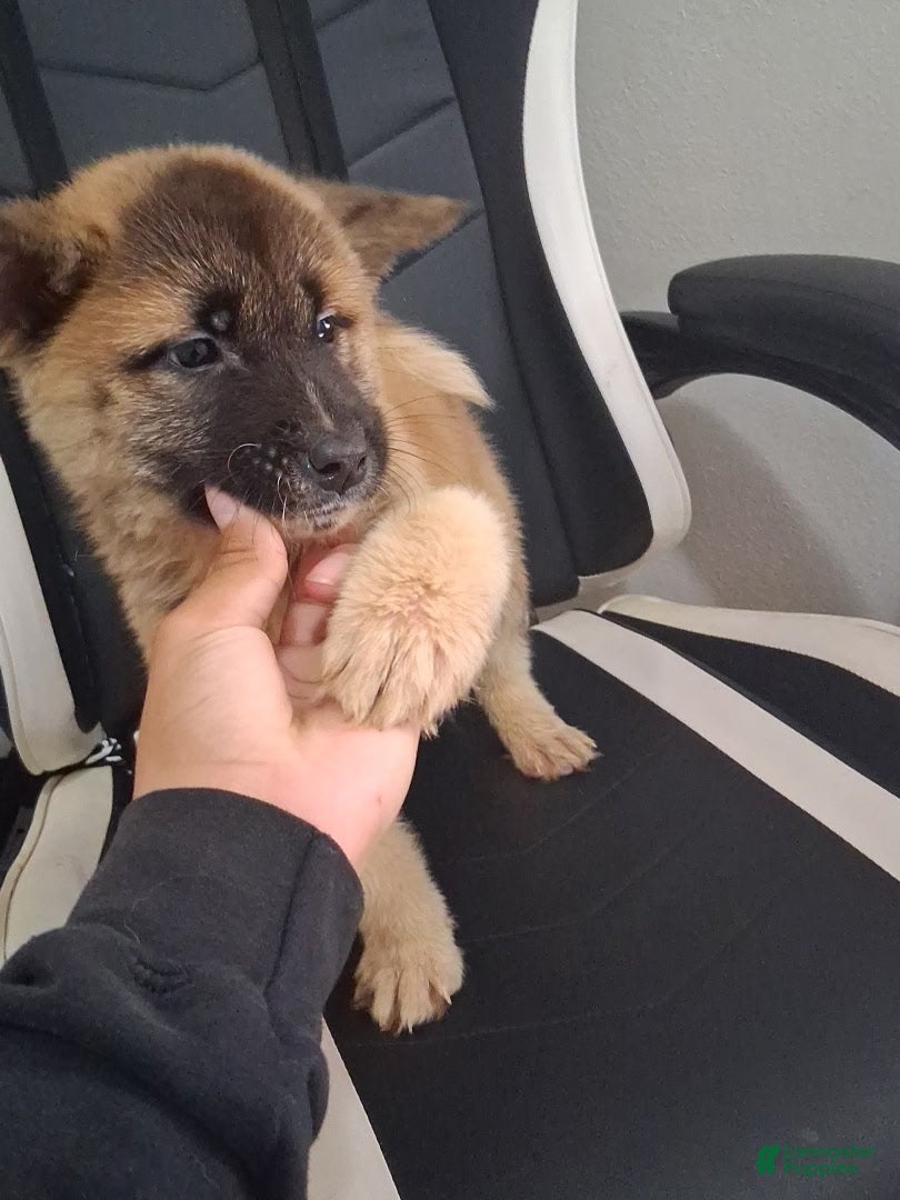 Akita dogs AKC American Akitas  - Ad 2