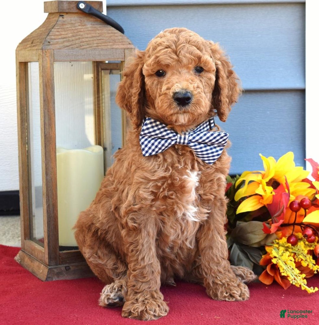 Standard Poodle dogs for sale: Mickey  - Ad 2