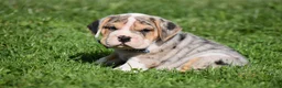Beabull dogs for sale: Hunter - Ad 3