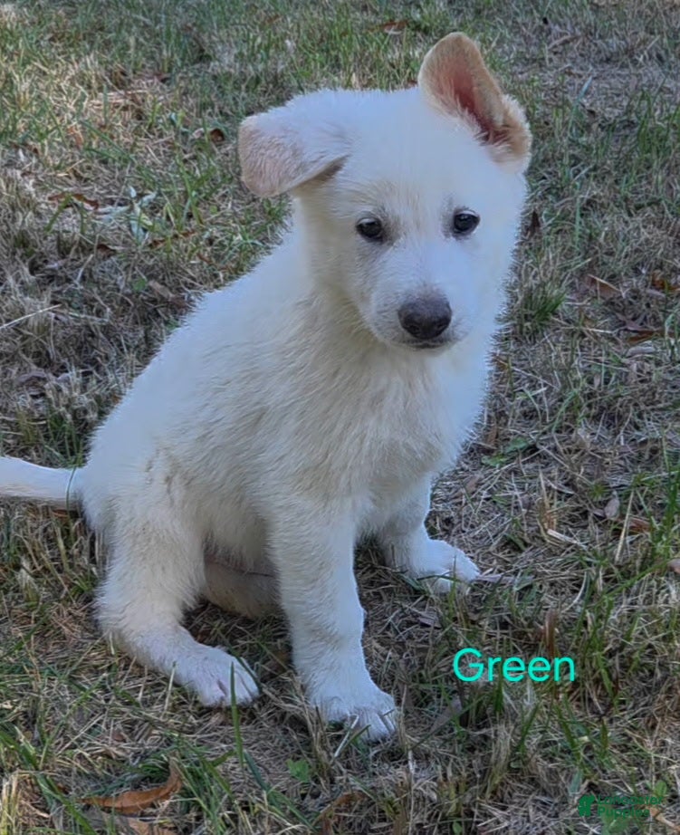German Shepherd dogs for sale: Green - Ad 34