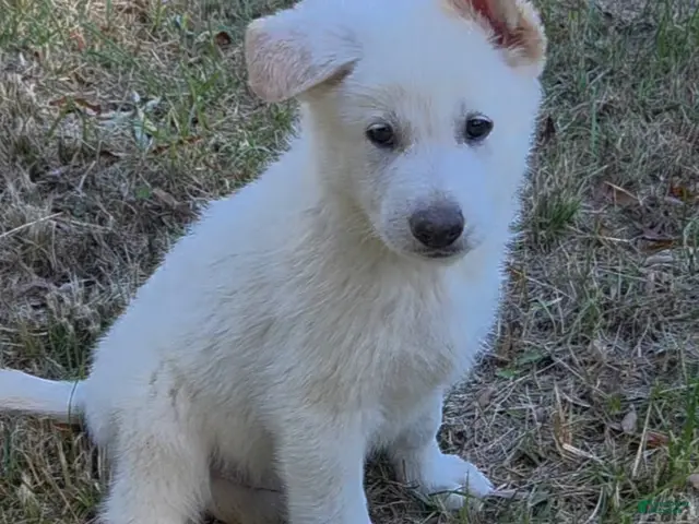 German Shepherd dogs for sale: Green - Ad 34