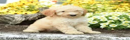 Mini Goldendoodle dogs for sale: Trisha - Ad 4