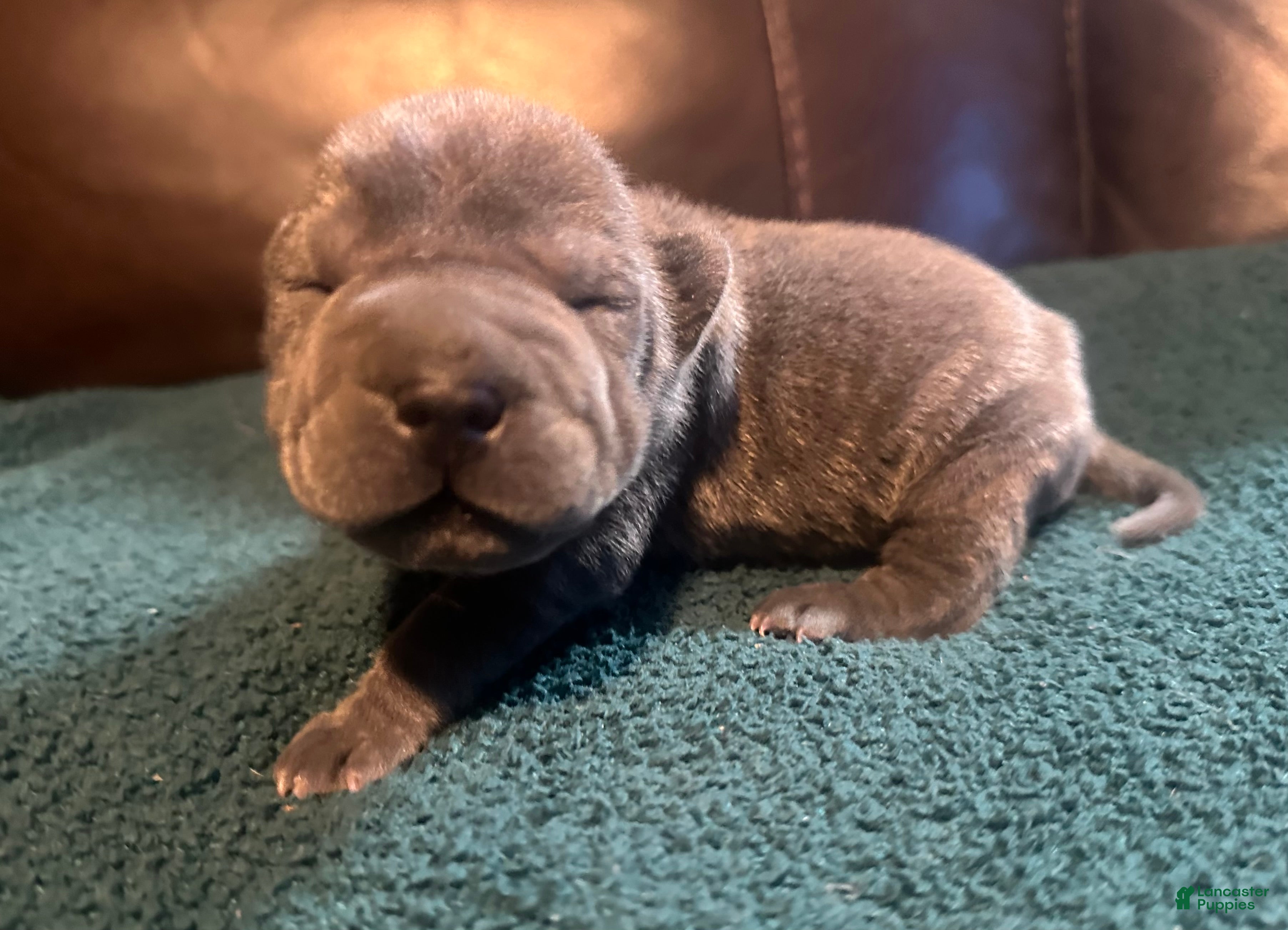 Shar Pei dogs Clementine - Ad 1