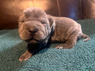 Shar Pei dogs Clementine - Ad 1