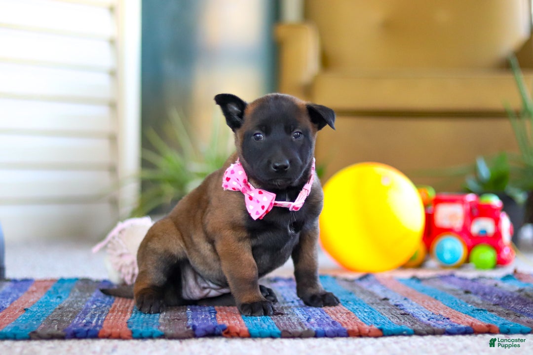 Belgian Malinois dogs for sale: Pumpkin - Ad 2