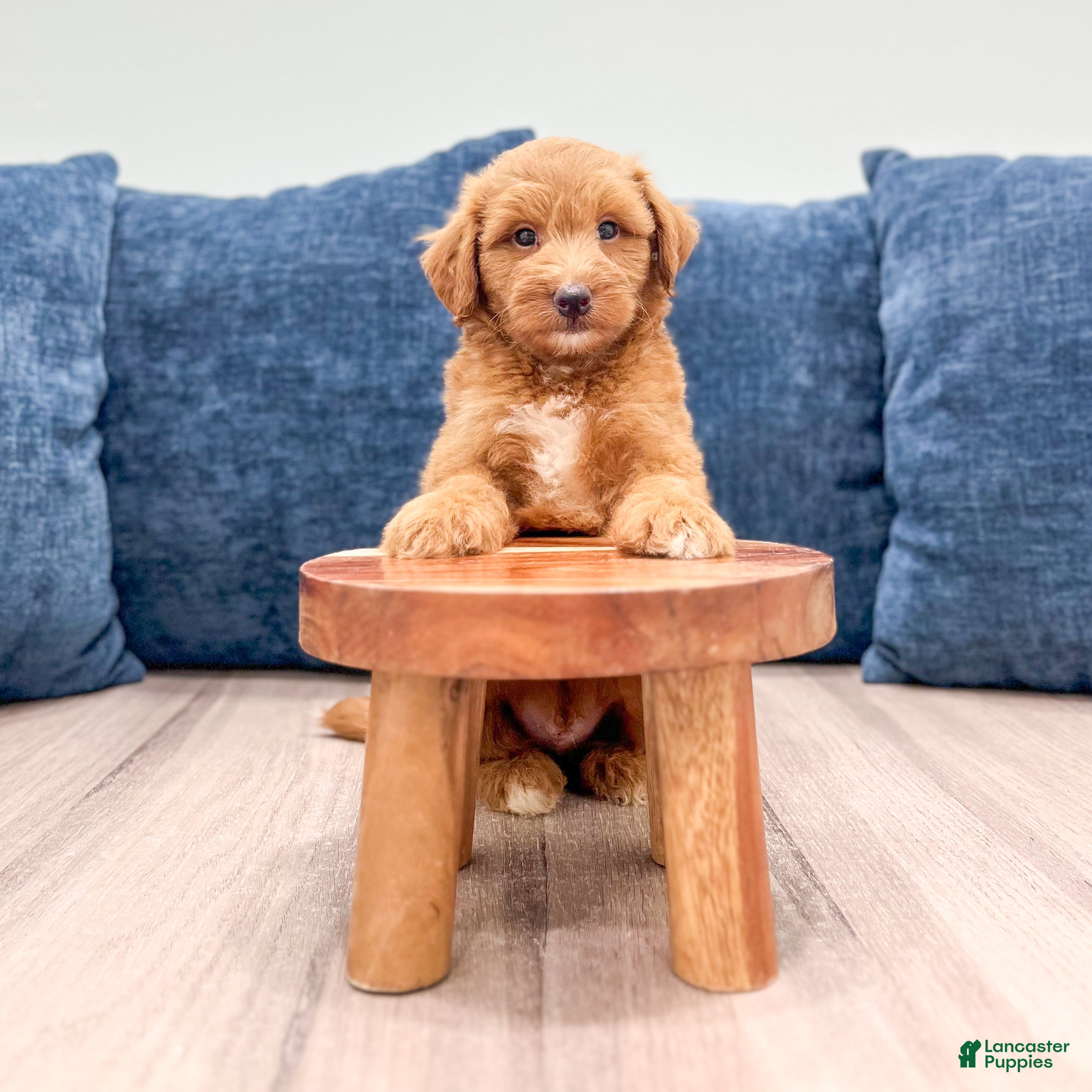 Miniature Labradoodle dogs Oscar - Ad 2