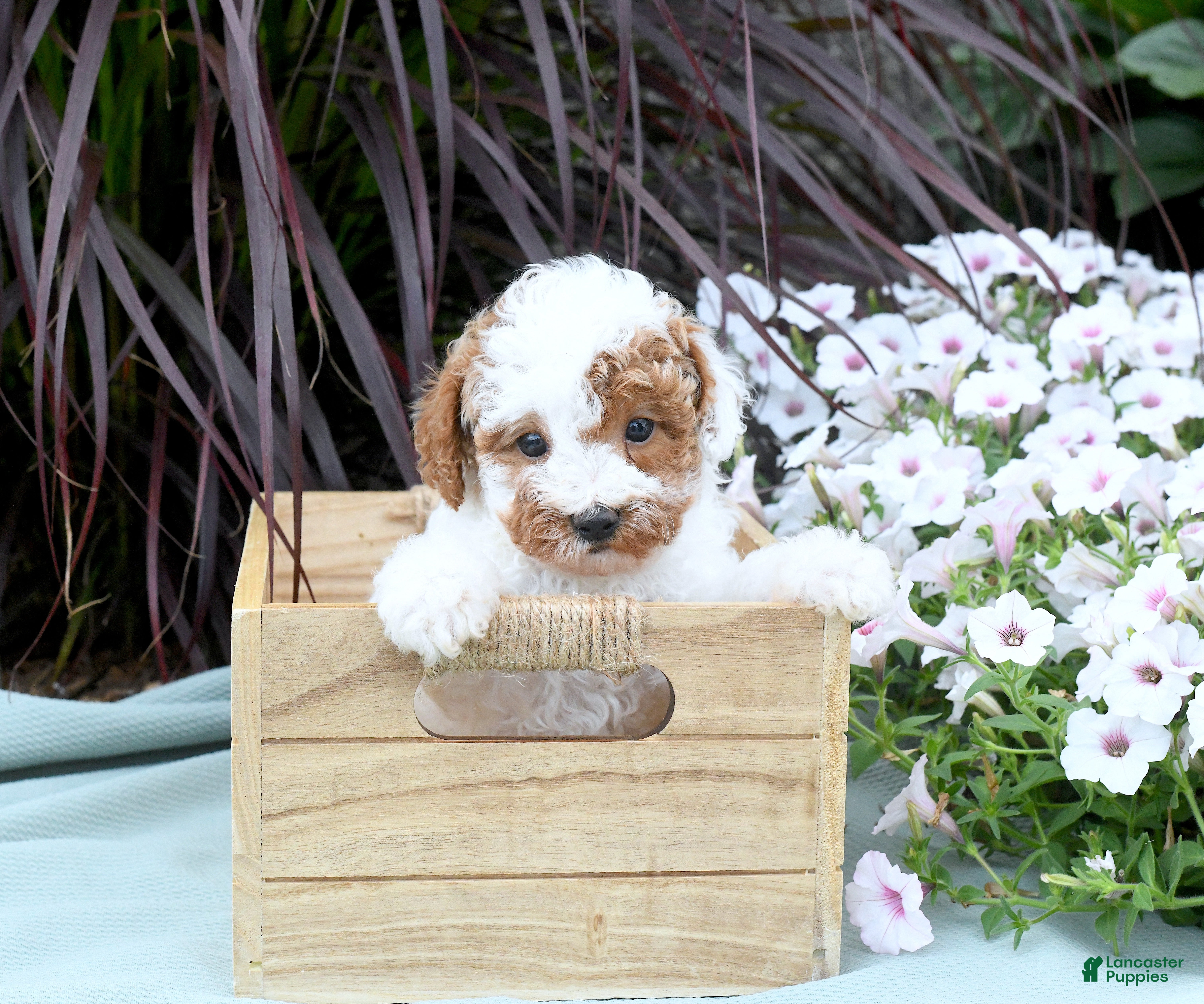 Miniature Poodle dogs for sale: Benson - Ad 2