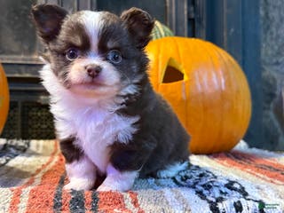 Chihuahua dogs Choco/tan female 2 - Ad 39