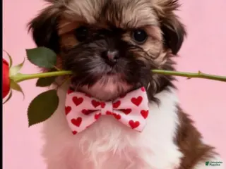 Shih Tzu dogs Shih Tzu Puppy 4 - Ad 19