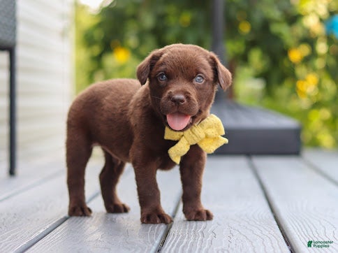 Labrador Retriever dogs Indigo - Ad 1