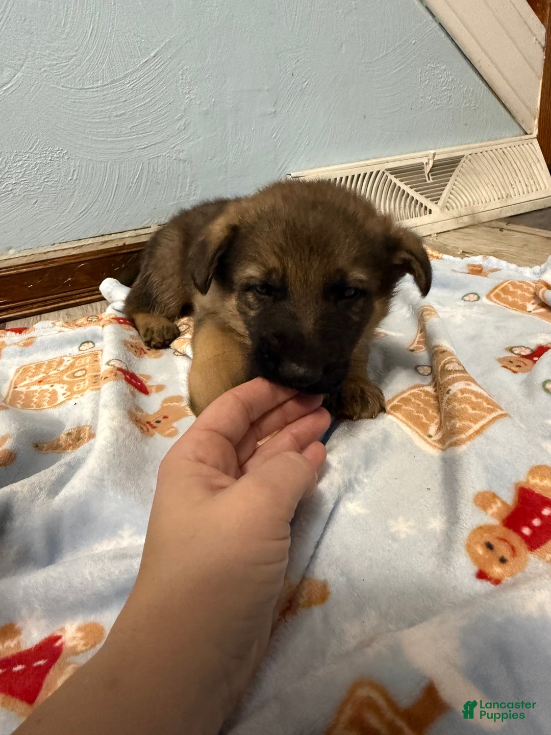 German Shepherd dogs for sale: Rex - Ad 4