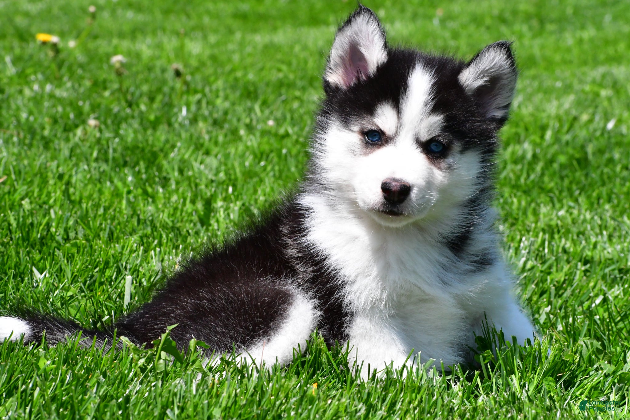 Pomsky dogs Otis - Ad 1