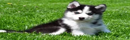 Pomsky dogs for sale: Otis - Ad 1