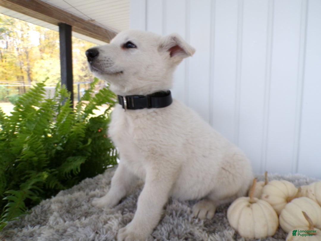 German Shepherd dogs for sale: German Shepherd Puppy 4 Moon Shine - Ad 2