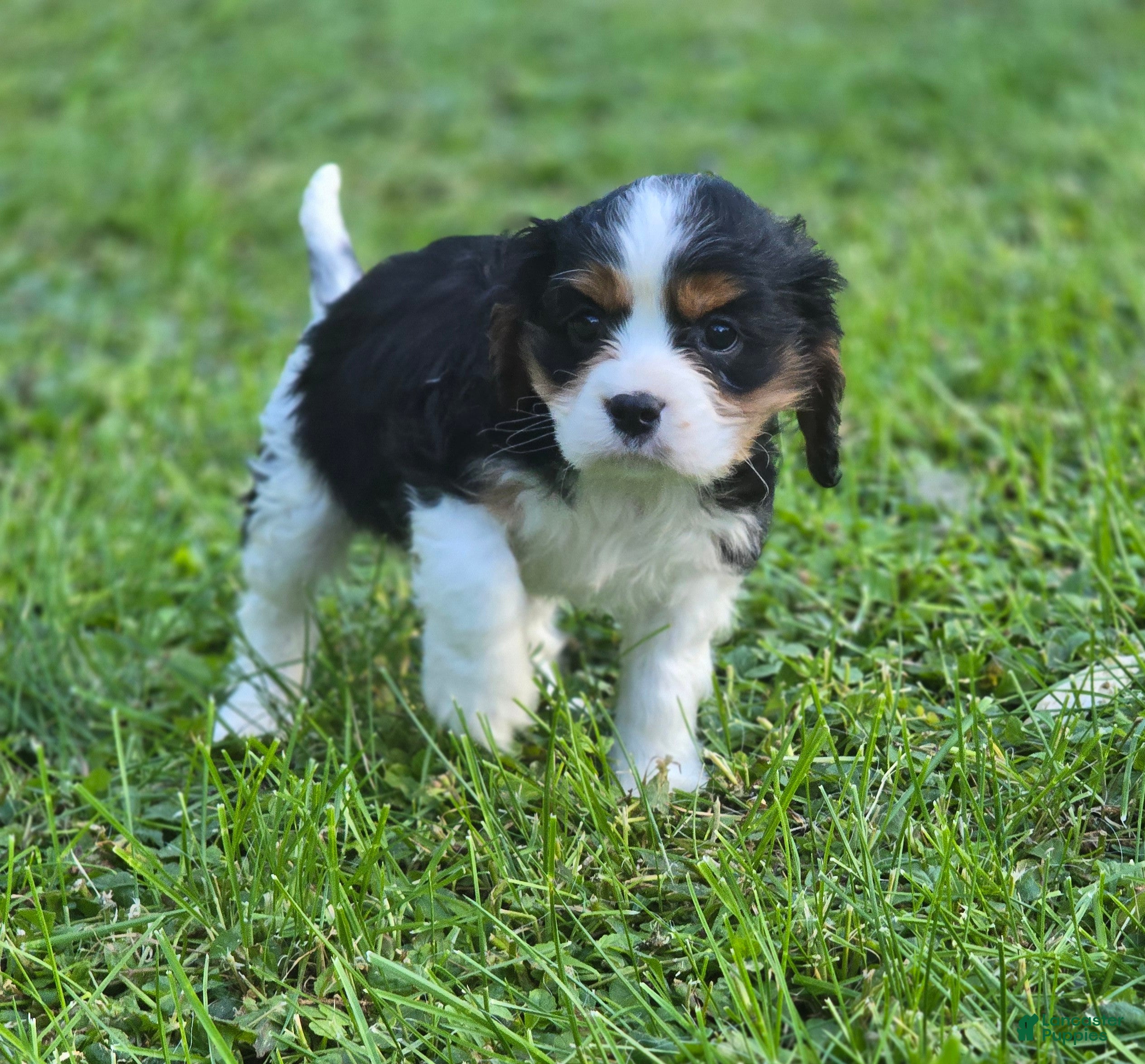 Cavalier King Charles Spaniel dogs Manly - Ad 1