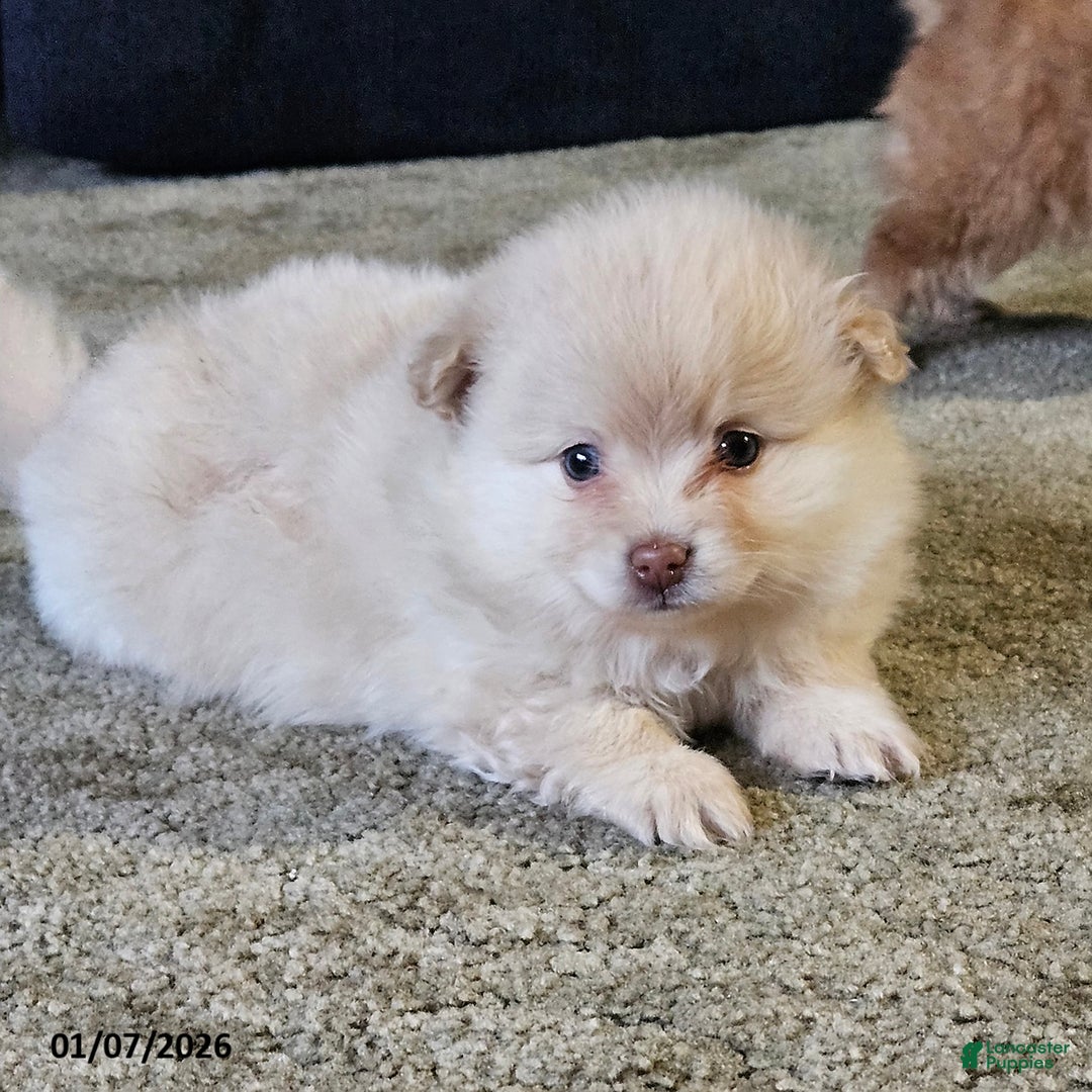 Pomeranian dogs for sale: Cameron - Ad 3