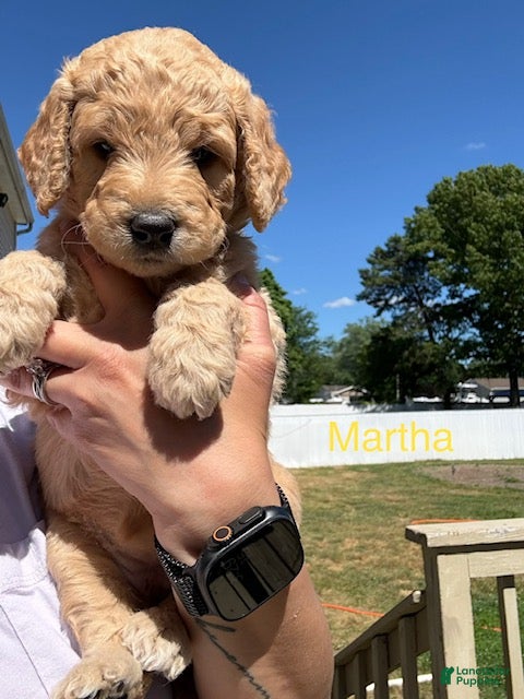 Goldendoodle dogs Martha - Ad 2