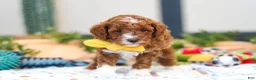 Cavapoo dogs for sale: Austin - Ad 3