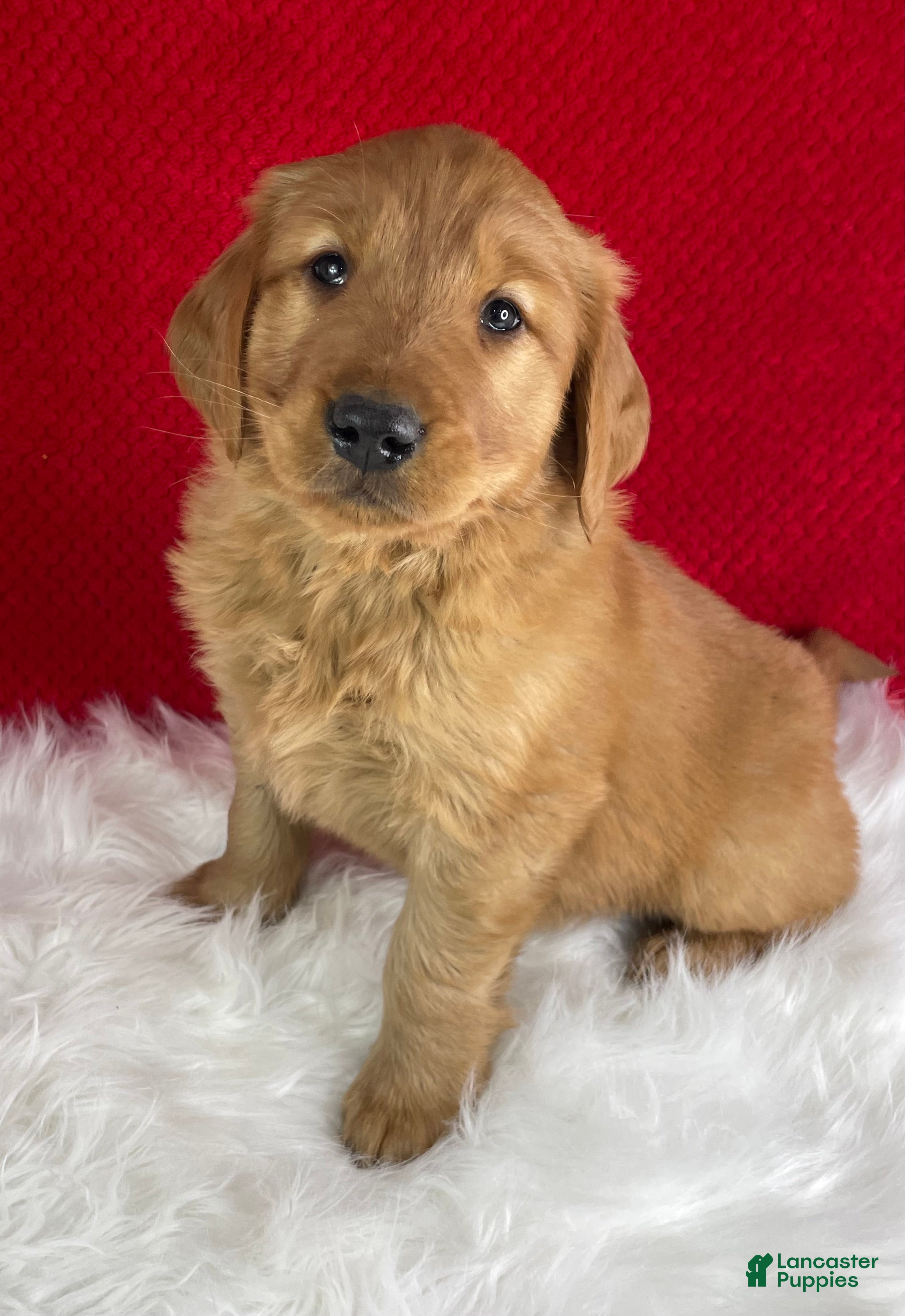 Golden Retriever dogs Baxter - Ad 1