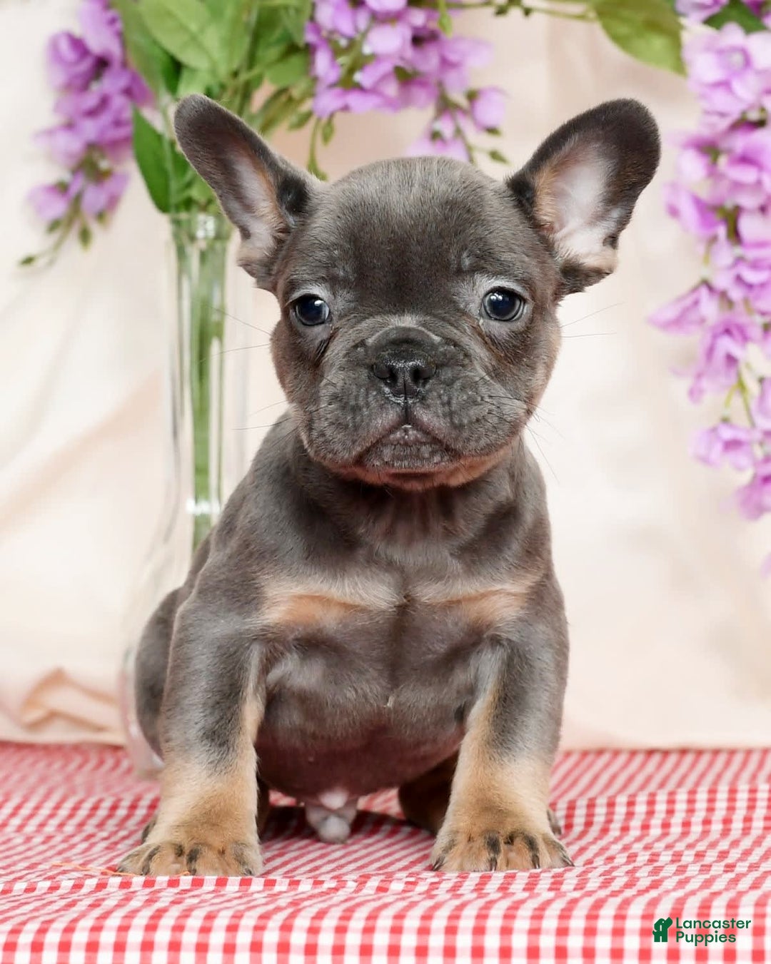 French Bulldog dogs for sale: Shawn - Ad 1