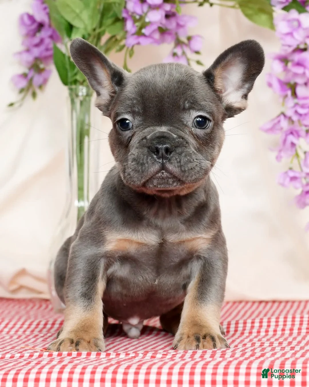 French Bulldog dogs for sale: Shawn - Ad 1