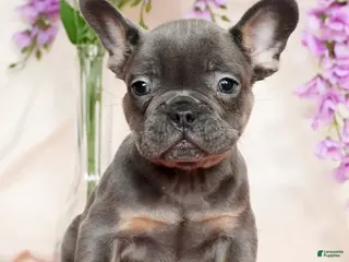French Bulldog dogs Shawn - Ad 7