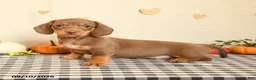 Miniature Dachshund dogs for sale: Milton - Ad 5