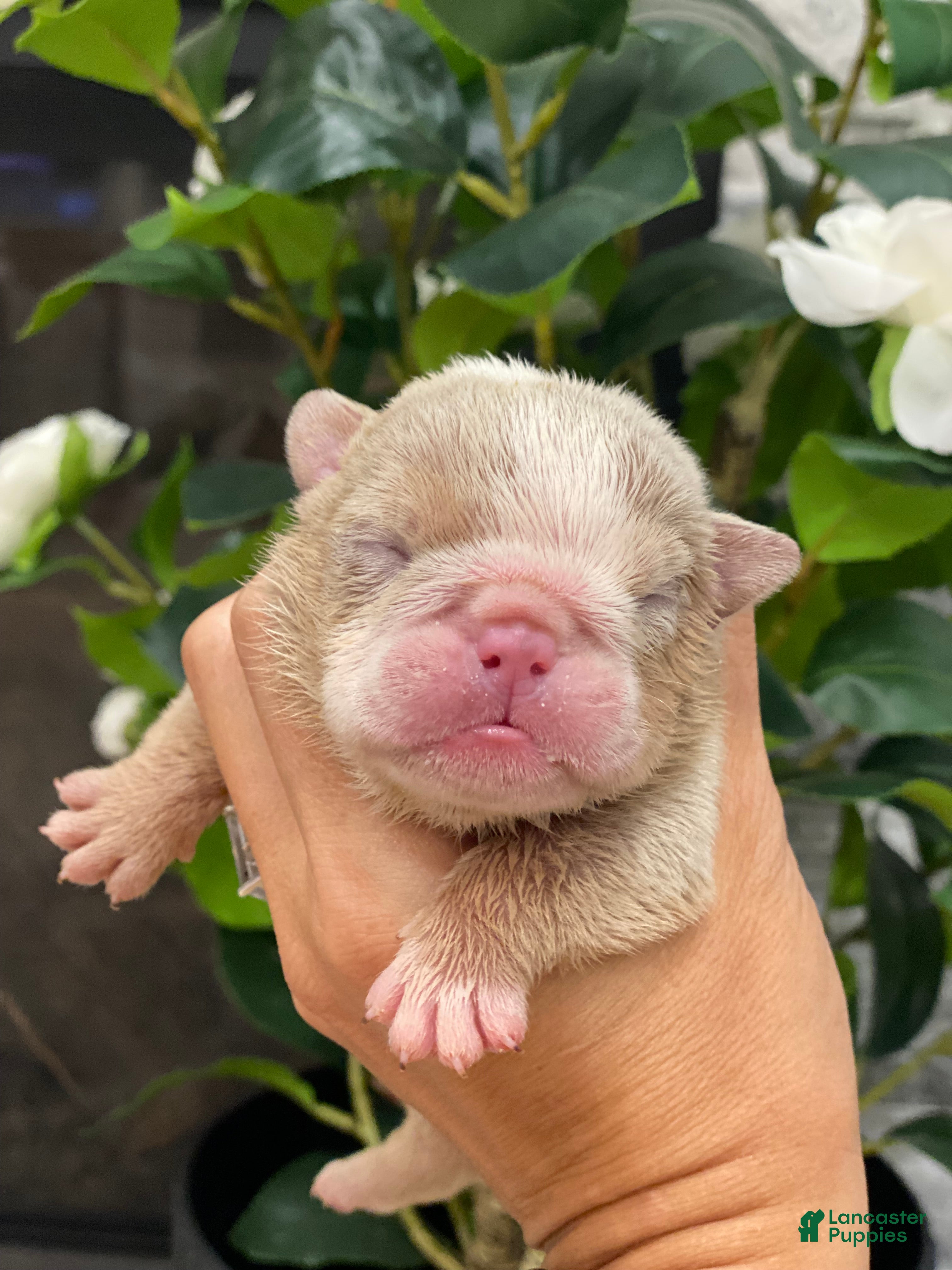 English Bulldog dogs Ricky - Ad 11