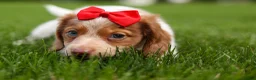 Miniature Dachshund dogs for sale: OSCAR - Ad 7
