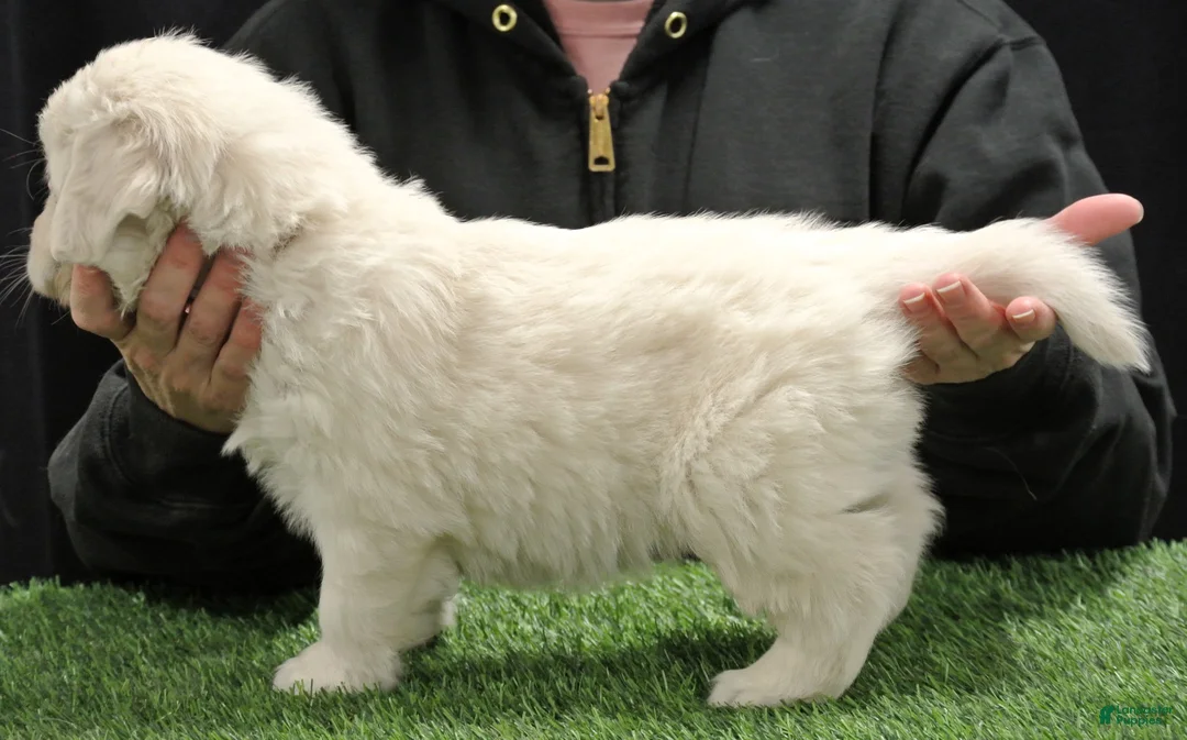 Golden Retriever dogs for sale: Rocky - Ad 2