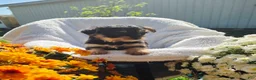 Yorkshire Terrier dogs for sale:  Jack - Ad 5