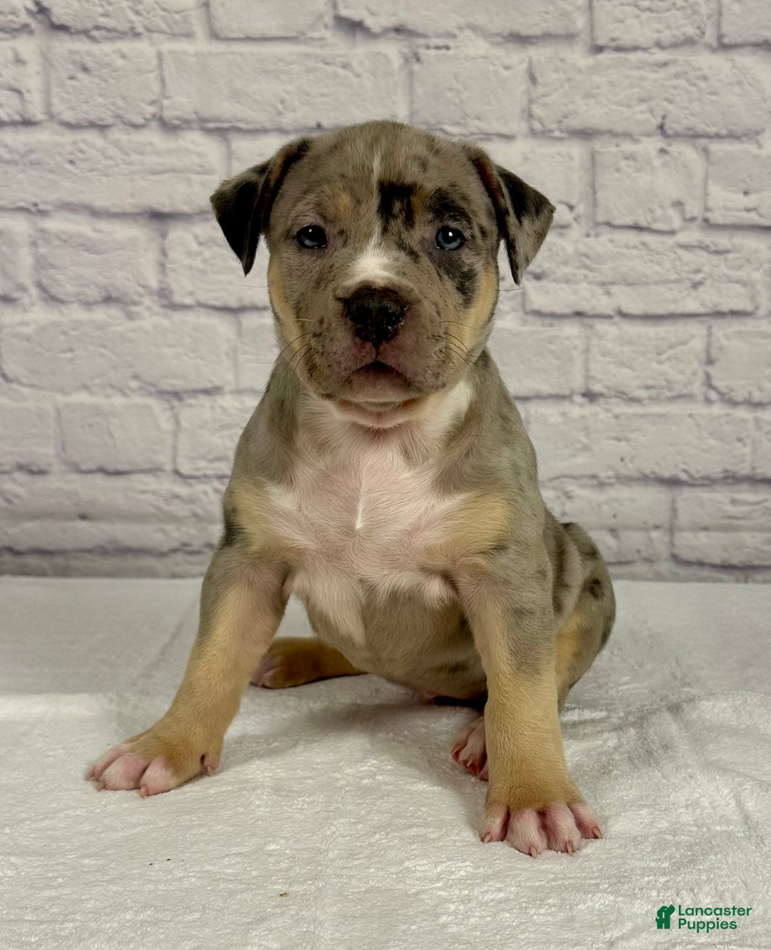 American Bully dogs for sale: Blue Moon - Ad 11