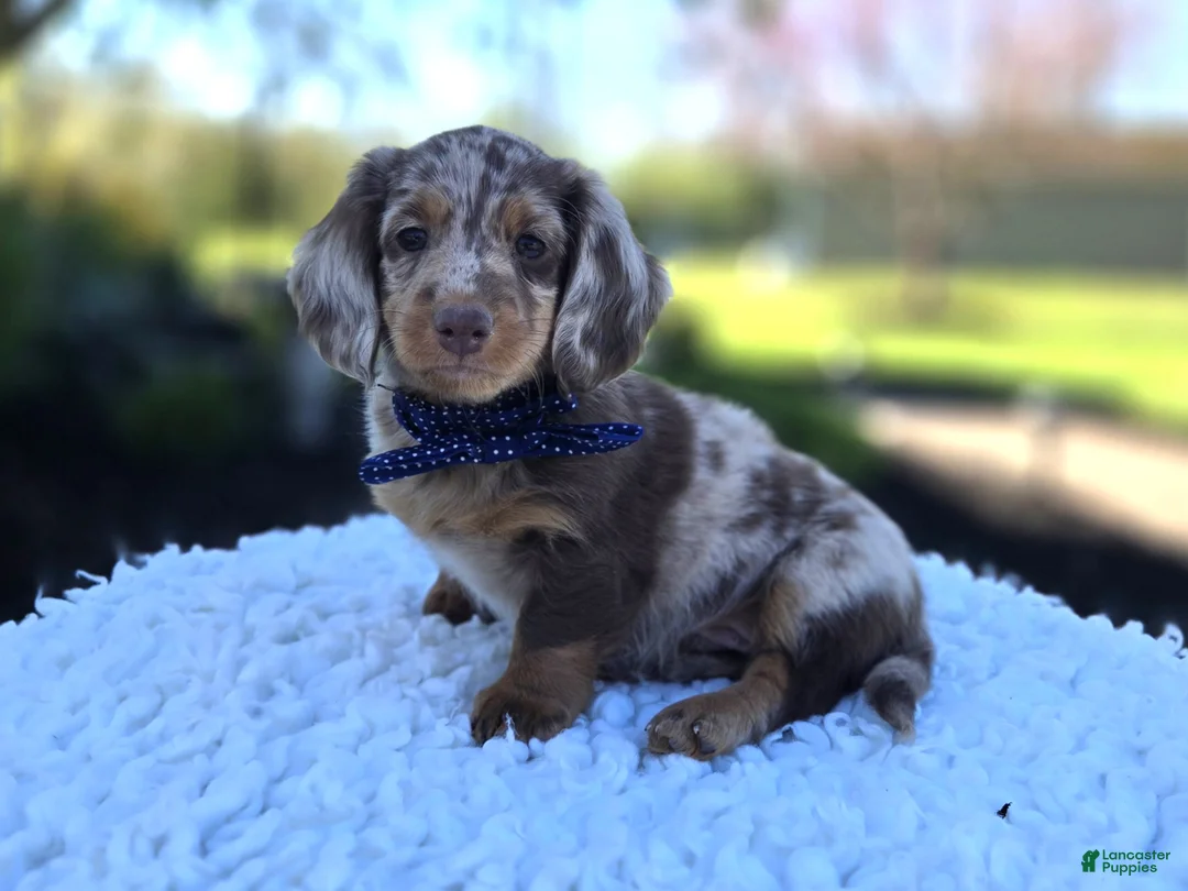 Miniature Dachshund dogs for sale: Bobby - Ad 1