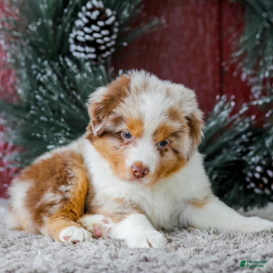 Miniature Australian Shepherd dogs for sale: Alex - Ad 5