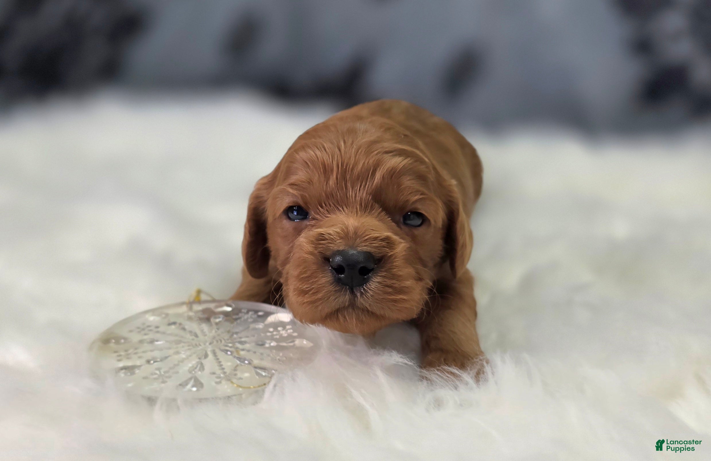 Cavapoo dogs Sleet - Ad 7