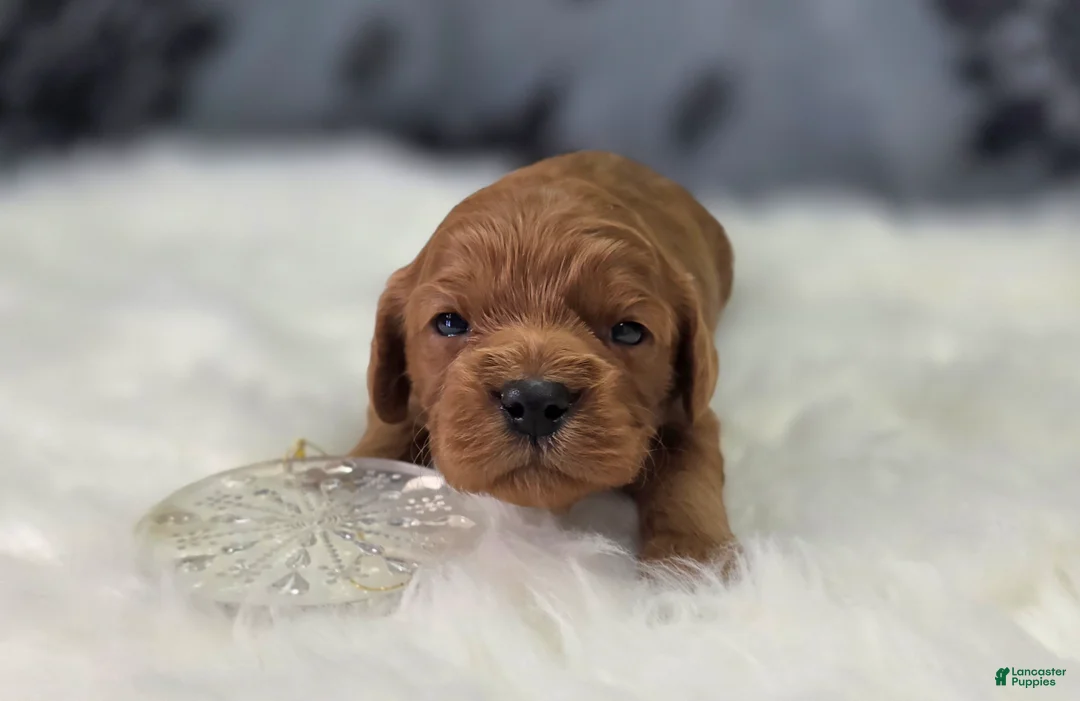 Cavapoo dogs for sale: Sleet - Ad 1