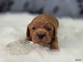 Cavapoo dogs Sleet - Ad 7