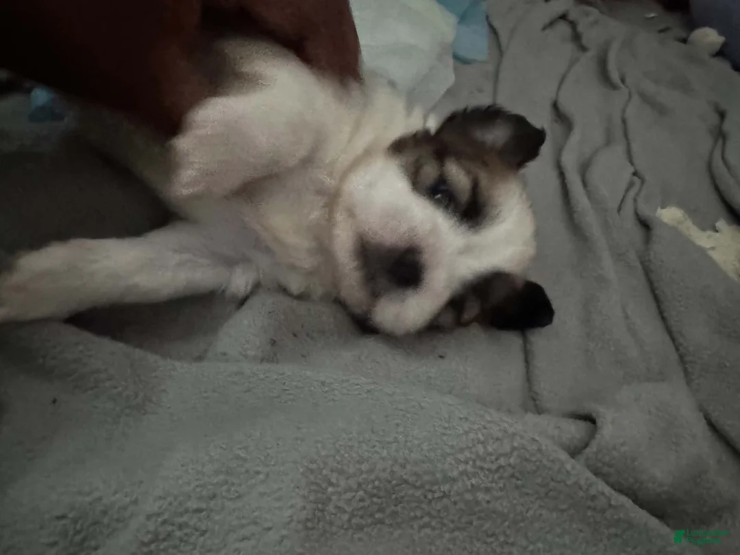 Shorkie dogs for sale: Shorkie 1 - Ad 2
