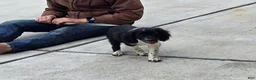 Mixed Breed dogs for sale: Holly - Ad 8