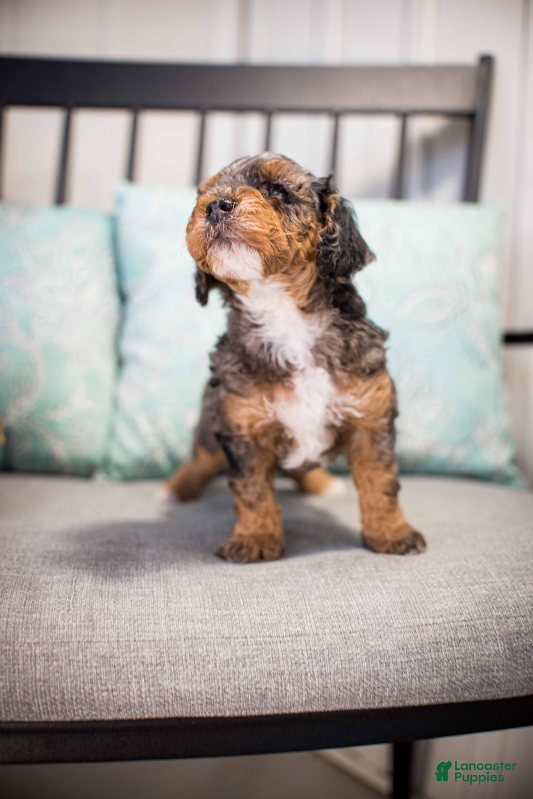 Mason for sale in Ronks Lancaster Puppies