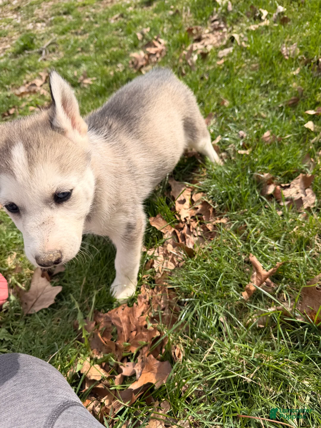 Siberian Husky dogs for sale: Lilly  - Ad 2