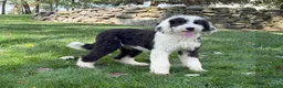 Mini Sheepadoodle dogs for sale: Stella - Ad 5