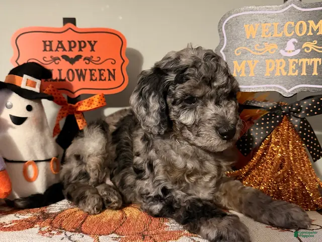 Mixed Breed dogs for sale: Cobweb - Ad 2
